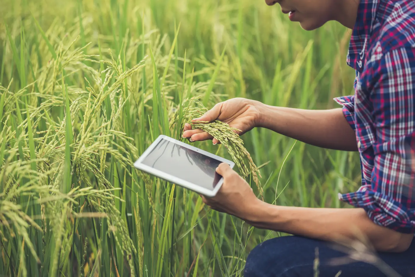Produtor rural agachado na lavoura consultando um tablet